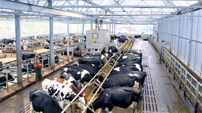 استفاده از 5G برای گاوداری و گاوها